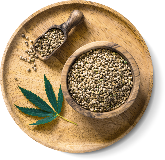 Plateau de graines de cannabis INDOKA