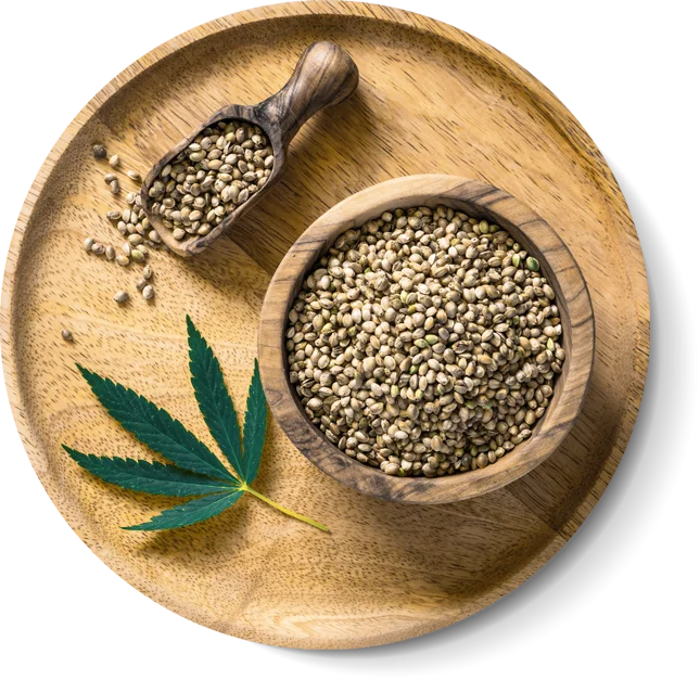 Plateau de graines de cannabis INDOKA
